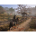 Switch Assassin's Creed Shadows - 1418197 - zdjęcie 3
